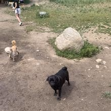 Spring Creek Dog Park at the Lower Pond photo 1